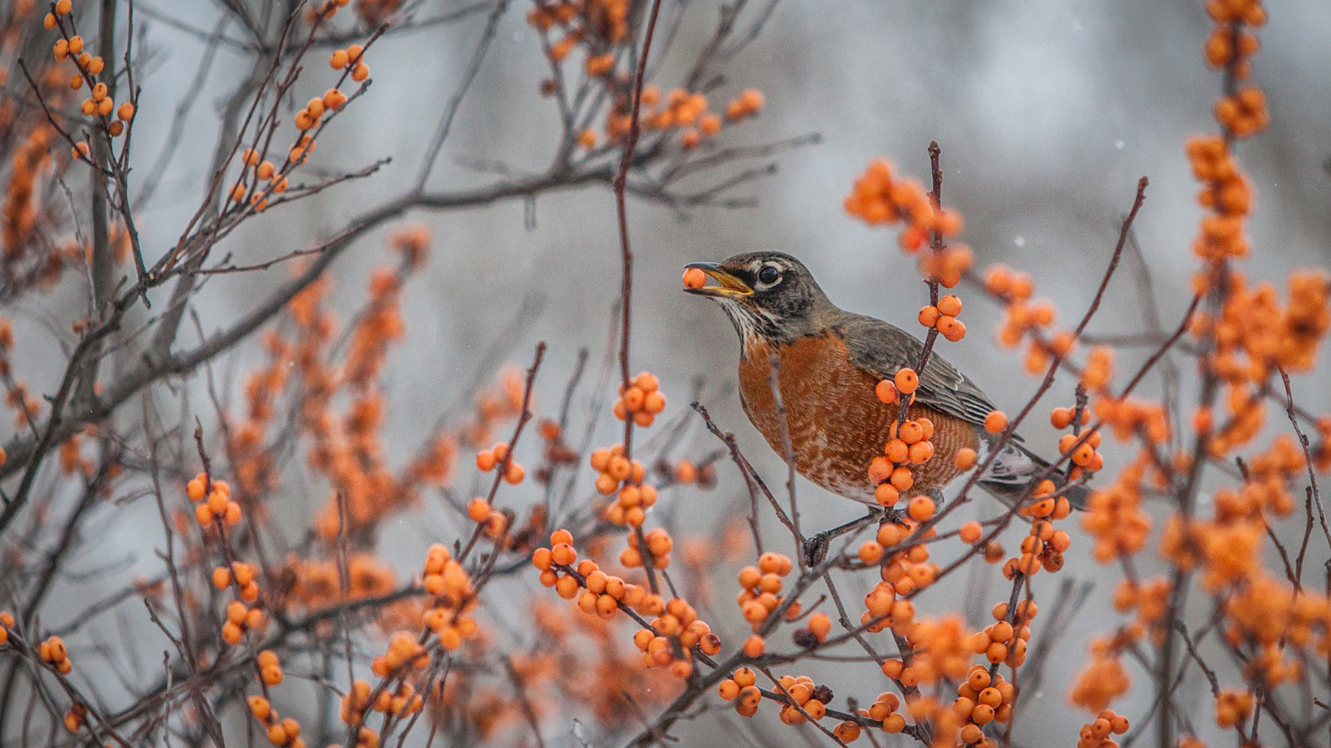 American Robin